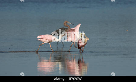 Rosige Löffler (Platalea Ajaja) und rötliche Silberreiher (Egretta saniert), j.n. "Ding" Darling National Wildlife Refuge, Sanibel Island, Florida Stockfoto