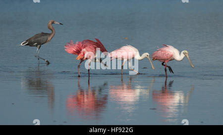 Rosige Löffler (Platalea Ajaja) und rötliche Silberreiher (Egretta saniert), j.n. "Ding" Darling National Wildlife Refuge, Sanibel Island, Florida Stockfoto