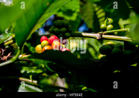 Kaffeekirschen auf einer Farm im Dorf Tegur Wangi, Pagar Alam, Süd-Sumatra, Indonesien. Stockfoto