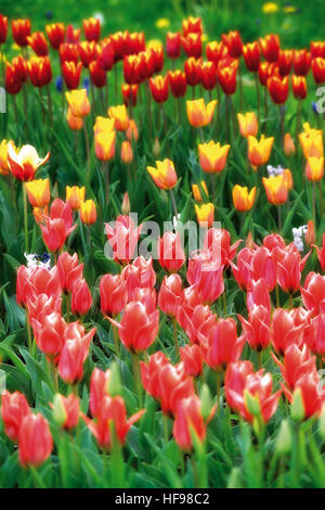 Erste Anzeichen des Frühlings: bunten Tulpenfeld (Tulipa) in Windeck, Nordrhein-Westfalen Stockfoto