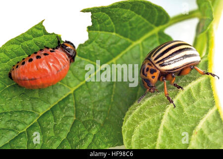 Kartoffelkäfer und Larve der Kartoffelkäfer (Leptinotarsa Decemlineata) auf einem nagte auf Kartoffel-Blatt Stockfoto