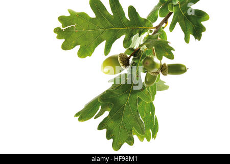 Eichenlaub und Eicheln auf einem Zweig (Quercus) Stockfoto