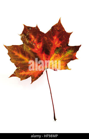 Herbst-farbige Ahornblatt Stockfoto