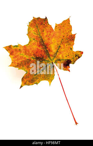 Herbst-farbige Ahornblatt Stockfoto