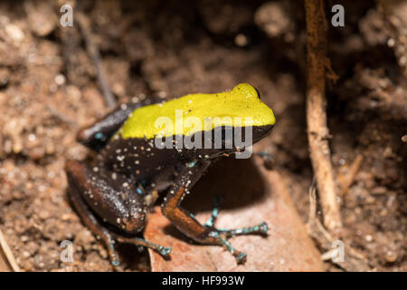 Sehr schöne kleine endemische schwarze und gelbe Frosch Klettern Mantella (Mantella Laevigata), Arten der Frosch in der Mantellidae-Familie. Masoala National Par Stockfoto