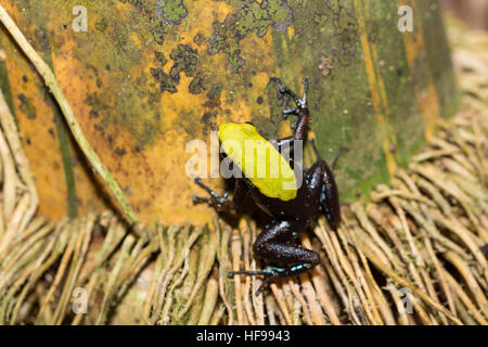 Sehr schöne kleine endemische schwarze und gelbe Frosch Klettern Mantella (Mantella Laevigata), Arten der Frosch in der Mantellidae-Familie. Masoala National Par Stockfoto