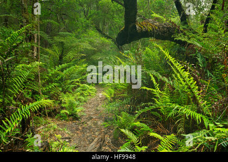 Ein Weg durch üppigen Regenwald in der Garden Route National Park in Südafrika. Stockfoto