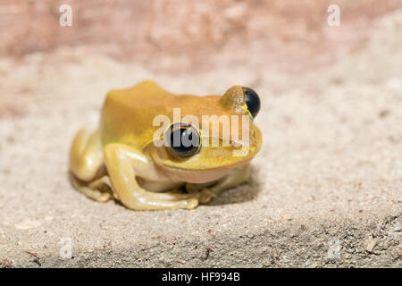 Schöne kleine Laubfrosch Boophis Rhodoscelis ist eine Art der Frosch in der Mantellidae-Familie. Masoala Nationalpark, Madagascar Wildlife und wildernes Stockfoto