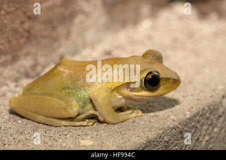 Schöne kleine Laubfrosch Boophis Rhodoscelis ist eine Art der Frosch in der Mantellidae-Familie. Masoala Nationalpark, Madagascar Wildlife und wildernes Stockfoto