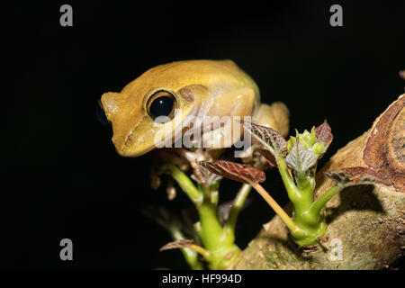 Schöne kleine Laubfrosch Boophis Rhodoscelis ist eine Art der Frosch in der Mantellidae-Familie. Masoala Nationalpark, Madagascar Wildlife und wildernes Stockfoto