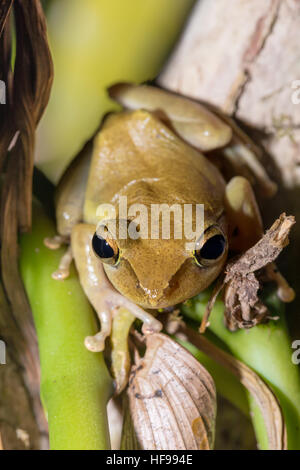 Schöne kleine Laubfrosch Boophis Rhodoscelis ist eine Art der Frosch in der Mantellidae-Familie. Masoala Nationalpark, Madagascar Wildlife und wildernes Stockfoto