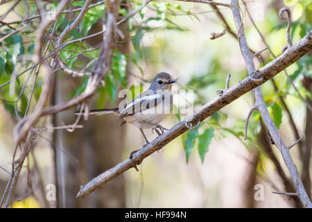 Magpie Robin Madagascar - (Copsychus Albospecularis) weiblich auf Baum, Ankarafantsika Nationalpark, Madagaskar Natur und Wildnis Stockfoto