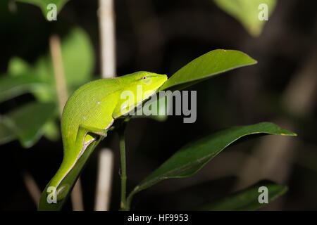 Perinet Chamäleon (Calumma Gastrotaenia) ist eine Art von Chamäleon in seinem natürlichen Lebensraum. Andasibe - Analamazaotra Nationalpark, Madagaskar si Stockfoto
