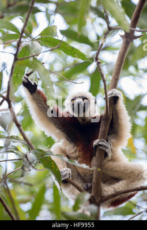 Porträt von wilden endemische Coquerel Sifaka (Propithecus Coquereli), Ankarafantsika Nationalpark, Madagascar Wildlife und Wildnis Stockfoto