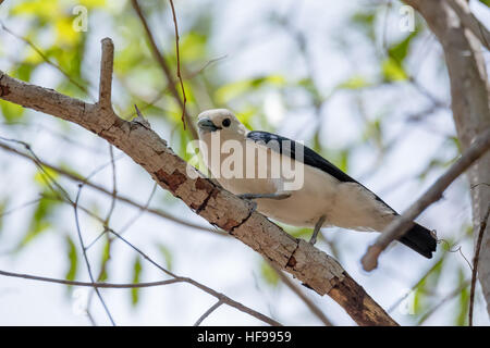 Endemische Vogel gescheckte Vanga (Artamella Viridis) ist eine Art von Vogel in der Familie Blauwürger, Ankarafantsika Nationalpark, Madagaskar Tierwelt ein Stockfoto