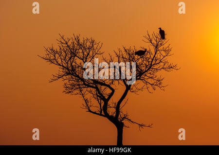 Silhouette der beiden Geier sitzt in einem Baum bei Sonnenuntergang, Südafrika, Afrika Stockfoto