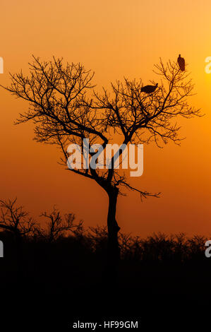 Silhouette der beiden Geier sitzt in einem Baum bei Sonnenuntergang, Südafrika, Afrika Stockfoto