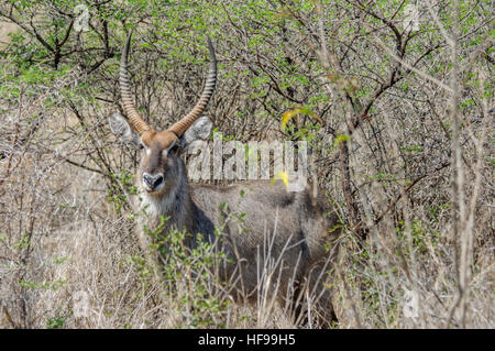 Nyala (Tragelaphus Angasii), eine mittlere, Spiral-gehörnte Antilope, auch genannt Inyala, Südafrika, Afrika Stockfoto