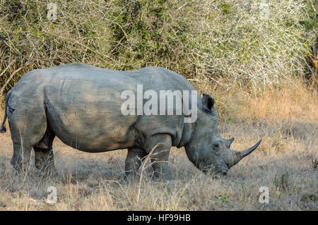 Breitmaulnashorn oder Quadrat-lippige Rhinoceros (Ceratotherium Simum) Weiden auf Rasen, Südafrika, Afrika Stockfoto