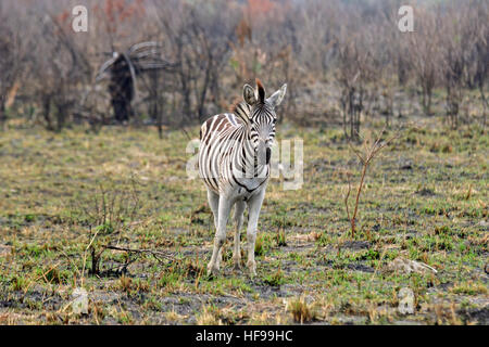 Burchell Zebra (Equus Quagga Burchellii), auch bekannt als die gemeinsame Zebra oder Ebenen Zebra, Südafrika, Afrika Stockfoto