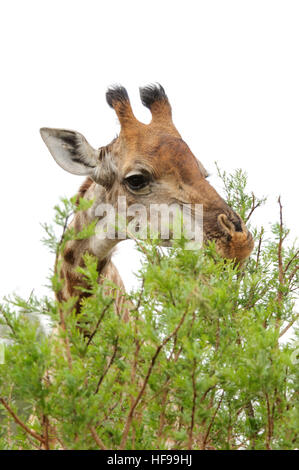 Close-up Portrait einer südafrikanischen Giraffe (Giraffa Giraffa Giraffa), auch bekannt als die Kap-Giraffe, Beweidung Baumwipfel-Blätter Stockfoto