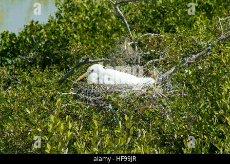 Weiße Gaze auf dem Nest auf Isla de Los Pájaros in Holbox, Mexiko Stockfoto