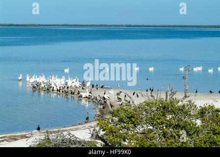 Vögel auf der Insel de Los Pájaros in Holbox, Mexiko Stockfoto