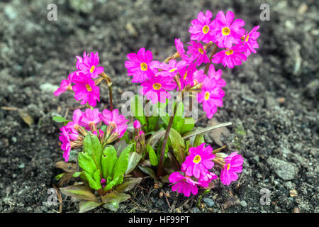 Primula Rosea ‘Gigas’ Blume Himalaya Meadow Primrose Blumen Rosa Primrose Blume Frühlingsgarten schöne Pflanze blüht Stockfoto