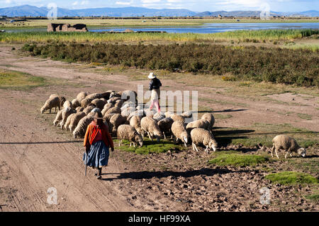 Frau und Schafe in der peruanischen Altiplano Landschaft gesehen von innen die Andean Explorer Zug Orient-Express verläuft zwischen Cuzco und Puno. Alti Stockfoto