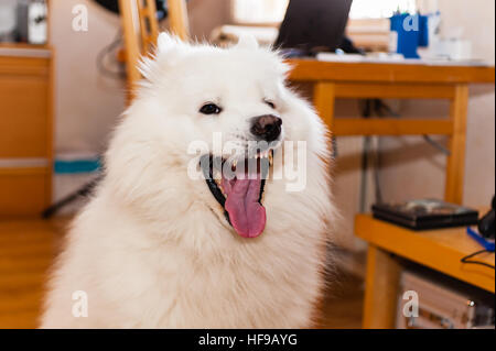 Weißen Samojeden Hund bellen oder Gähnen. Flachen Fokus auf freundliche Augen und Zunge. Raumklima verwischt. Stockfoto