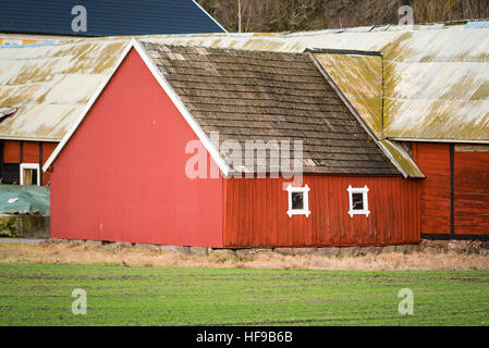 Ronneby, Schweden - 27. Dezember 2016: Dokumentation der ländlichen Lebensweise in Schweden. Rote Scheune hölzernen Giebel mit Wintergrün-Feld im Vordergrund. Stockfoto