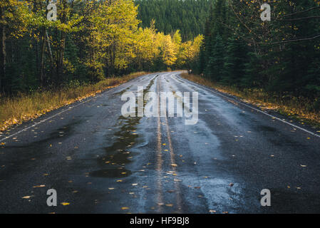 Straße nach einem herbstlichen Wald. Stockfoto