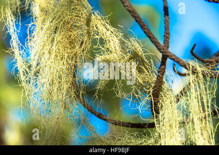 Bart-Moos am Baum auf Gran Canaria Spanien Stockfoto