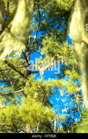 Bart-Moos am Baum auf Gran Canaria Spanien Stockfoto