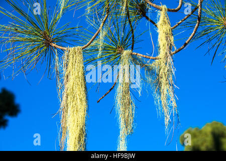 Bart-Moos am Baum auf Gran Canaria Spanien Stockfoto