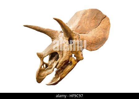 Dinosaurier-Skelett. Triceratops fossile Schädel über weißen Hintergrund isoliert Stockfoto