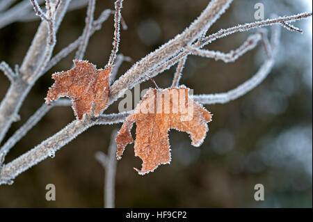 Eiskristalle auf Ahornblatt Stockfoto