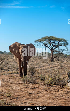 Afrikanischer Elefant mit Ausbreitung Ohren Stockfoto