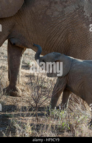 Baby-Elefant von Mamas Seite Stockfoto