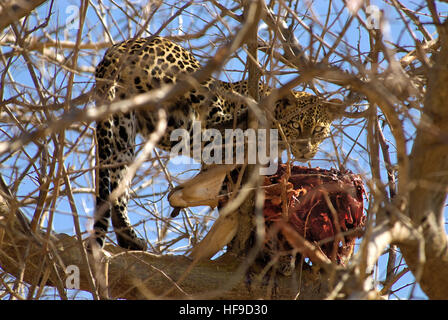 Leopard mit kill Stockfoto