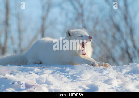 A young Arctic Fox in winter. Stockfoto