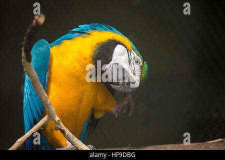 Blau Gelb macaw Vogel beugt seinen Hals zu kratzen die Federn zu einem Vogelschutzgebiet in Indien. Stockfoto