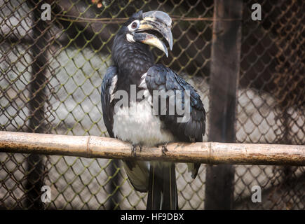 Indische pied hornbill Vogel in einem Vogelschutzgebiet in Indien. Stockfoto