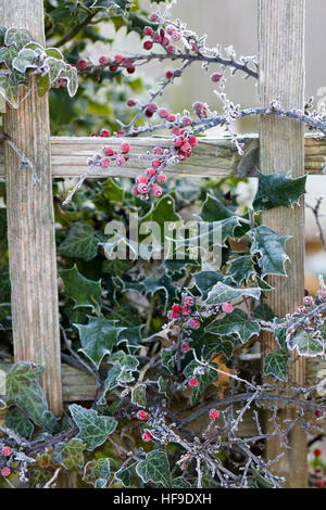 Stechpalme Bush mit Berry in Raureif bedeckt Stockfoto