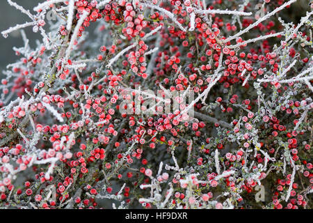 Frost bedeckt Zwergmispel Busch mit roten Beeren Stockfoto