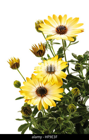 Cape- oder südafrikanischen Gänseblümchen (Osteospermum) Stockfoto