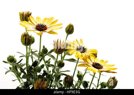 Cape- oder südafrikanischen Gänseblümchen (Osteospermum) Stockfoto