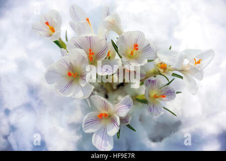 Krokusse (Crocus) wächst durch den Schnee Stockfoto