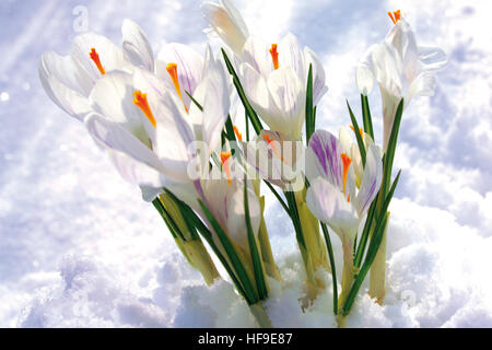 Krokusse (Crocus) wächst durch den Schnee Stockfoto