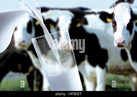 Milch in ein Glas gießen Kühe im Hintergrund (komponieren Schuss) Stockfoto